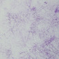 Preview: Jersey Panel Breeze by Thorsten Berger lila-weiß